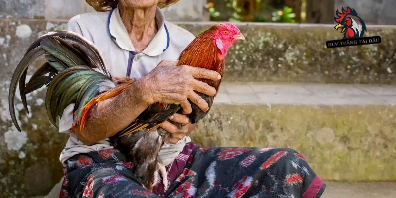 Kỹ Thuật Đổ Gà Đá – Hướng Dẫn Chi Tiết Từ BLV Thắng Tài Dậu