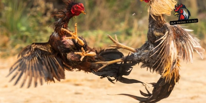 Lý do cắt cựa gà đá hạn chế chấn thương?