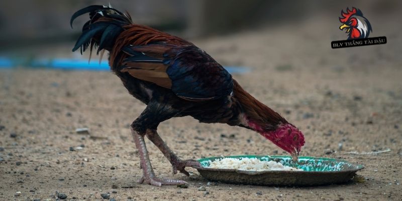 Lý do vì sao cần cho gà đá ăn đêm