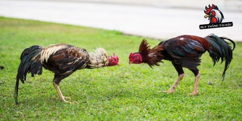 Nên tăng dần mức độ khó để gà tăng kỹ năng