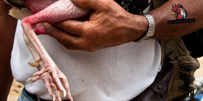 Người chơi có nên cắt mồng gà đá không