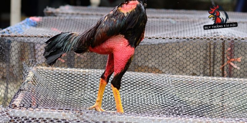 Nguyên nhân dẫn đến tật gà chạy kiệu