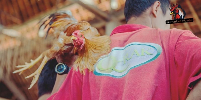 Nhận biết triệu chứng gà bị chấn thương đầu