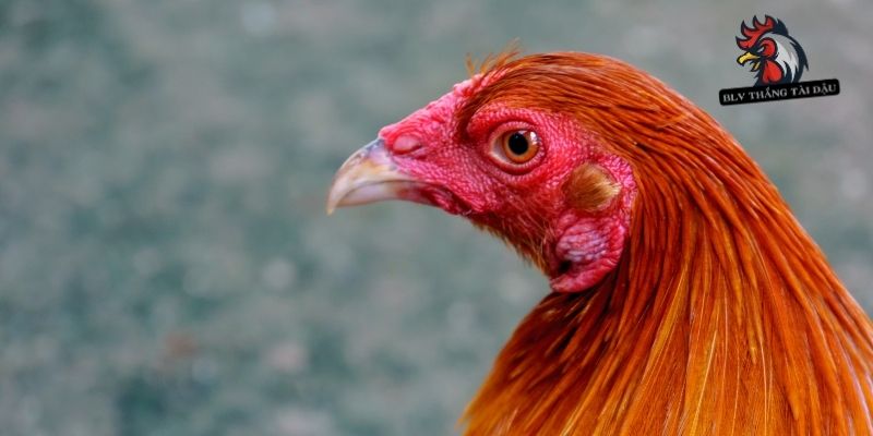 Nhận biết triệu chứng gà đá bị đỏ mắt 