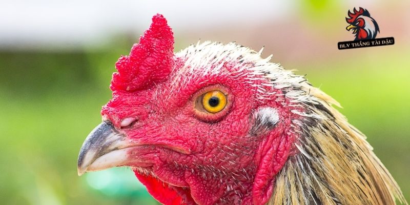 Nhận diện triệu chứng gà đá bị sưng mắt
