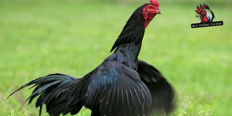 Nhiều tác nhân khác nhau làm mắt gà lệch hướng