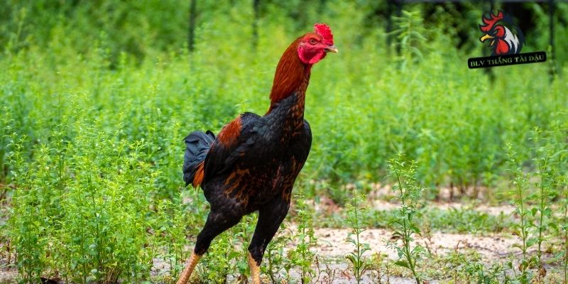 Phòng ngừa tái phát chấn thương ở đầu chiến kê