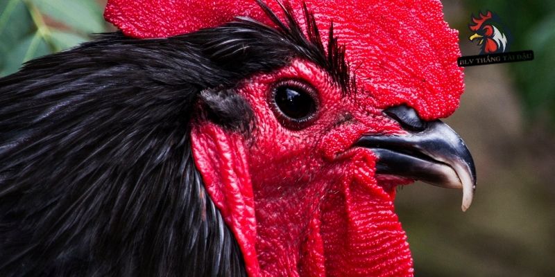 Phòng ngừa trường hợp gà đá bị sưng mắt