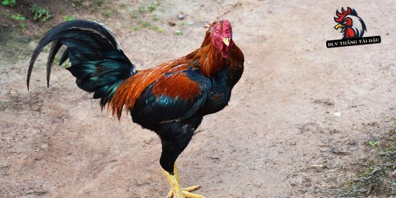 Quản lý dinh dưỡng để hạn chế tật ở gà đá