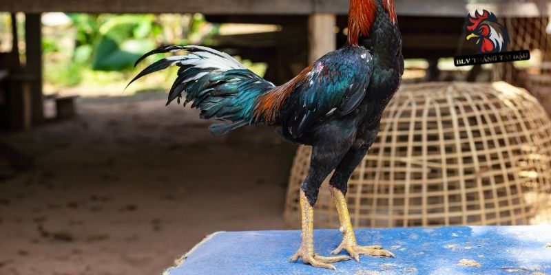 Quan sát kiểm tra sức bền của chân