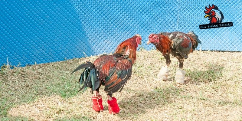 Sơ cứu khẩn cấp cho gà bị gãy chân