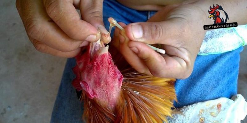 Sơ cứu nhanh gà đá bị đỏ mắt bằng dung dịch y tế