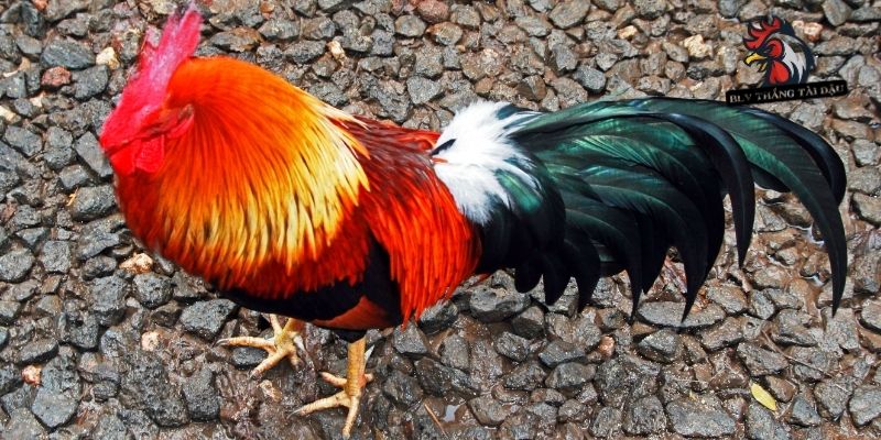 Sơ lược phương pháp rèn gà đá chân vững