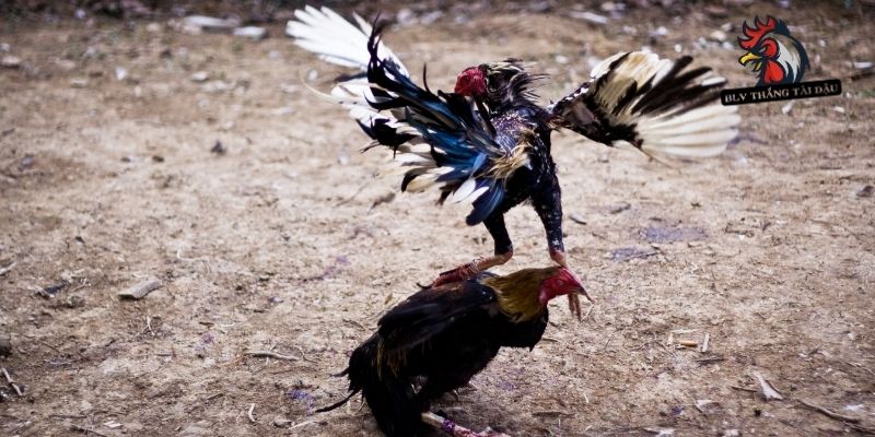 Tăng sức bật qua cách nuôi gà đá chân mạnh