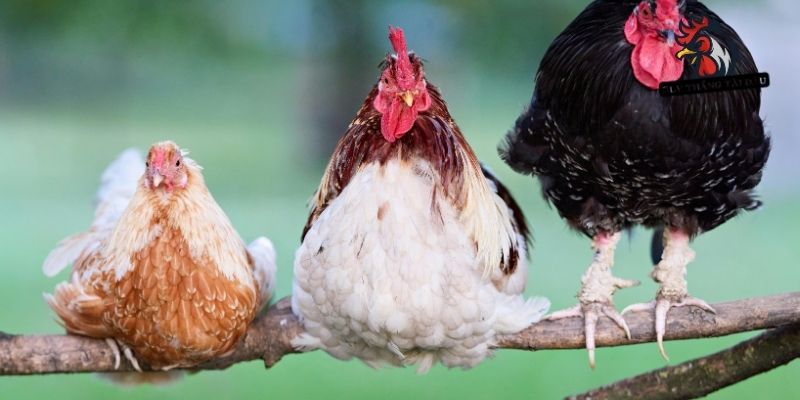 Tập luyện thử quan trọng trong cách chọn gà tre đá hay