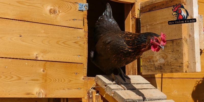 Tham khảo ý kiến từ chuyên gia có kinh nghiệm