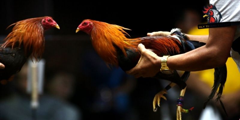 Thao tác cắt cần phải thật tỉ mị cẩn thận