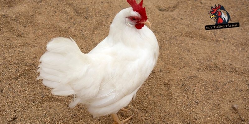 Thể lực và sức bền ảnh hưởng khả năng thi đấu