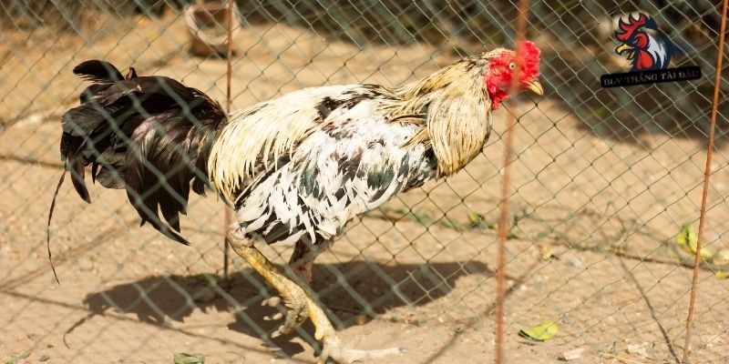 Thông tin về cách làm chuồng bay cho gà đá