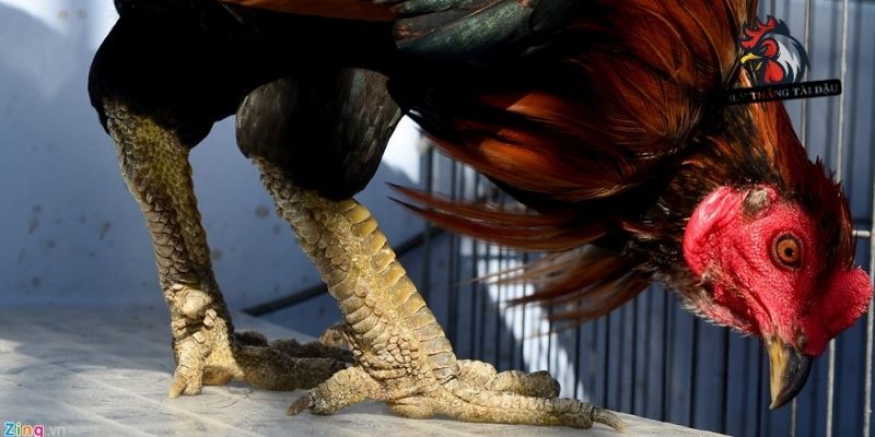 Thông tin về vấn đề chọn màu chân gà đá