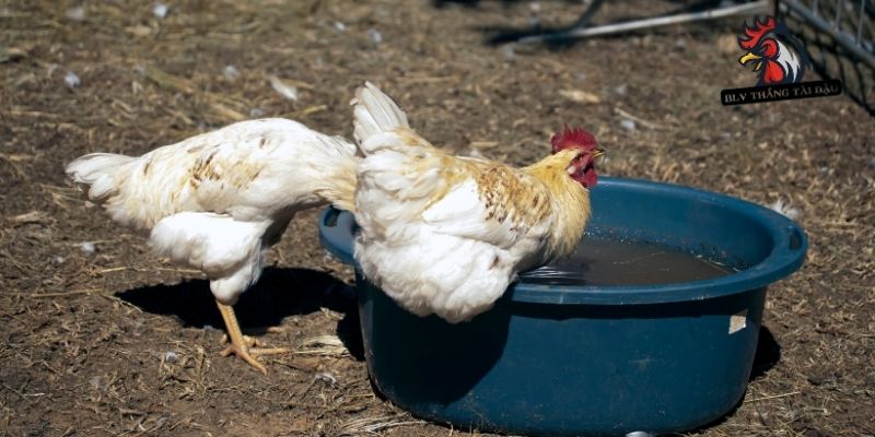 Thực hiện rửa chăm sóc kỹ càng cho gà đá