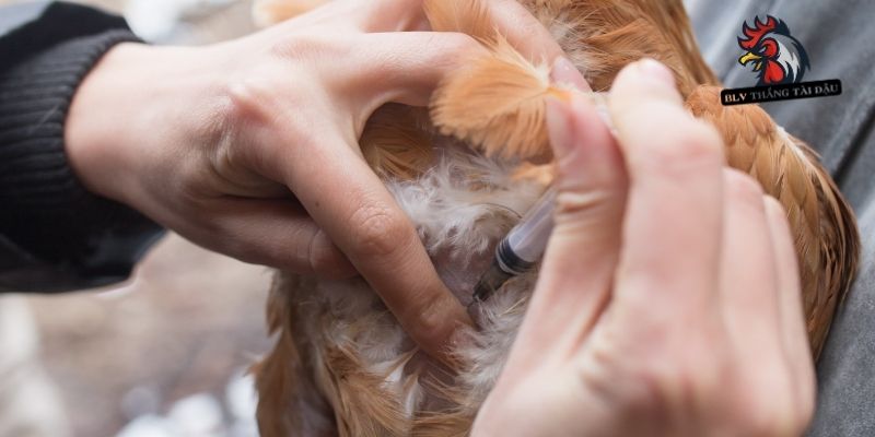 Thuốc cần dùng khi gà đá bị gãy chân