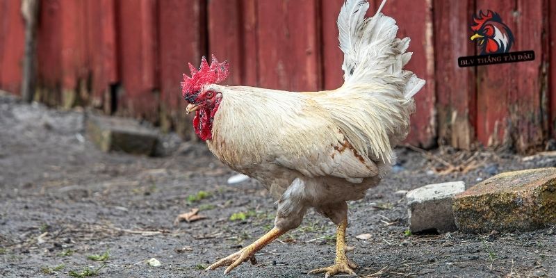 Tiêu chí đánh giá hiệu quả trong quá trình nuôi