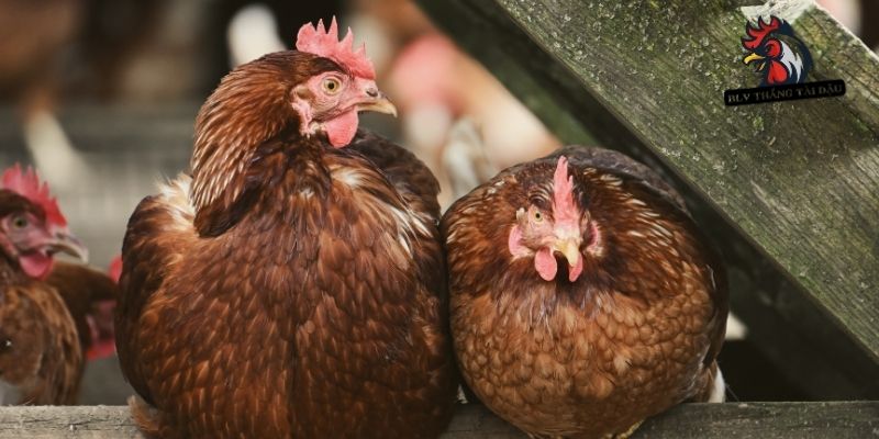 Tiêu chí lựa chọn gà trống hoặc mái khỏe