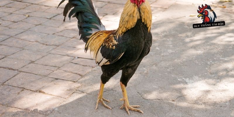 Tìm hiểu loại chân và đặc điểm sinh học