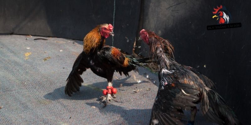 Tổng quan cách cải thiện tình trạng gà đá lác