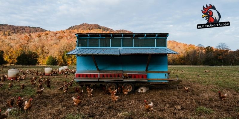 Trang bị thêm thiết bị bổ sung cho chuồng gà