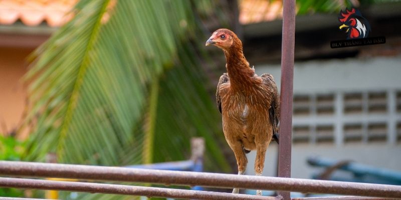 Trị bệnh hen ở chiến kê theo phác đồ