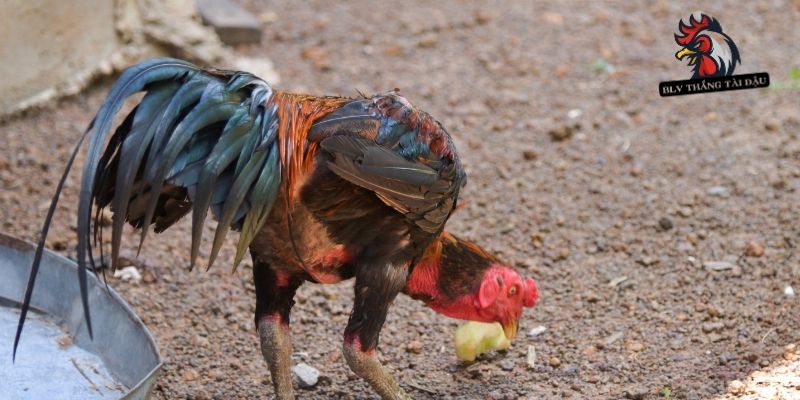 Triệu chứng lâm sàng giúp nhận biết bệnh hen ở gà