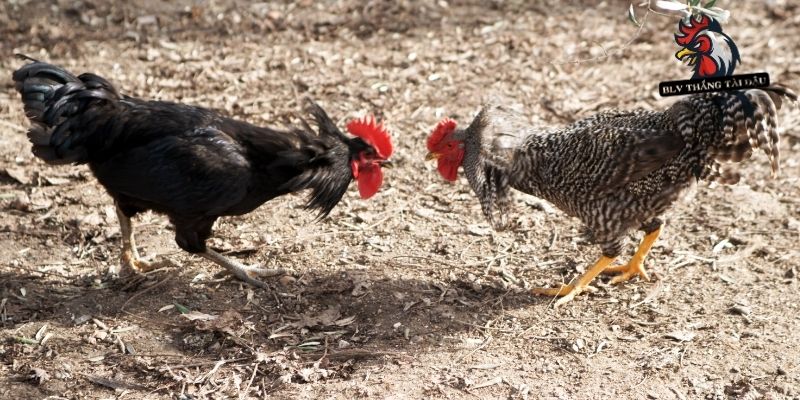 Xem Tướng Gà Đá Qua Ngoại Hình Tuyệt Kỹ Chọn Chiến Kê
