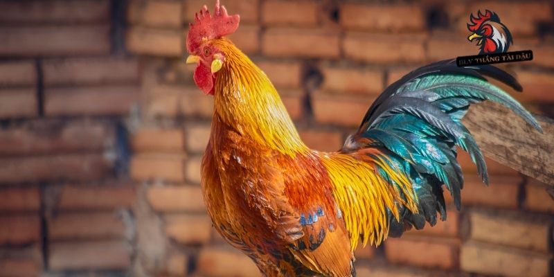 Vài tiêu chí quan trọng khi xem tướng gà đá qua ngoại hình