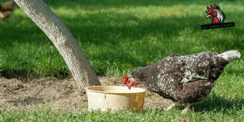 Vì sao cần biết cách làm nước rửa cho gà chọi