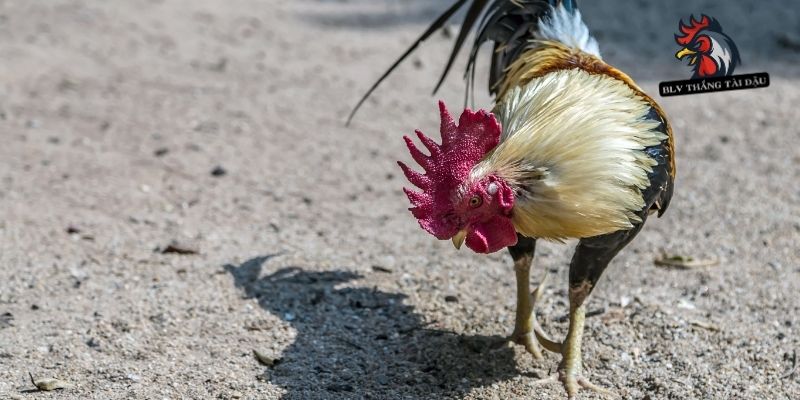 Xem tướng gà với đặc điểm mào và tích gà